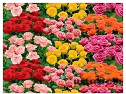 Клеенка ПВХ FIESTA на нетканой основе 1,4х20м H061